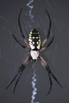@Spiders_are_cool's profile picture