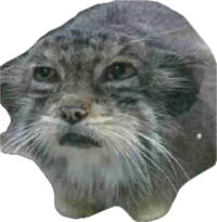 /h/manul icon