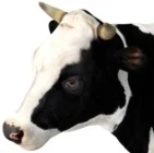 /h/cowtown icon